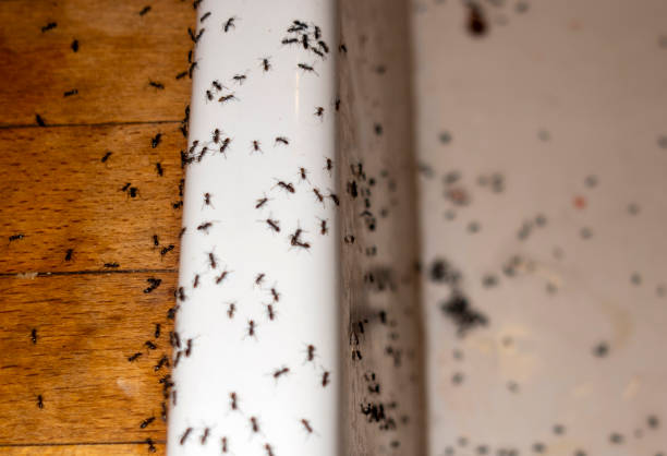 Wildlife Control Services in Elm Creek, NE